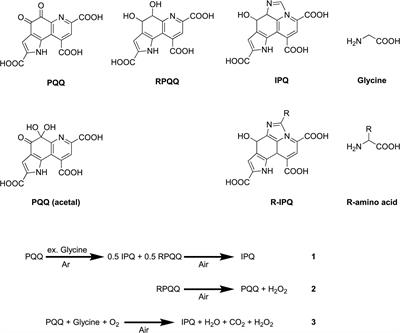 Discovery and application of food catalysts to promote the coupling of PQQ (quinone) with amines
